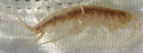 Réf. 283 362 : Niphargus sp.